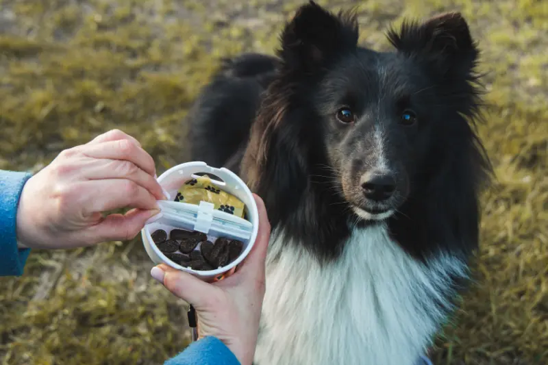 Silicone travel bowl for dogs with treat and bag compartments Peti‑to‑Go