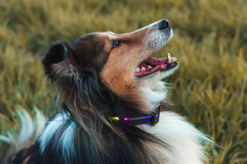 Peti-to-Go LED dog collar size L