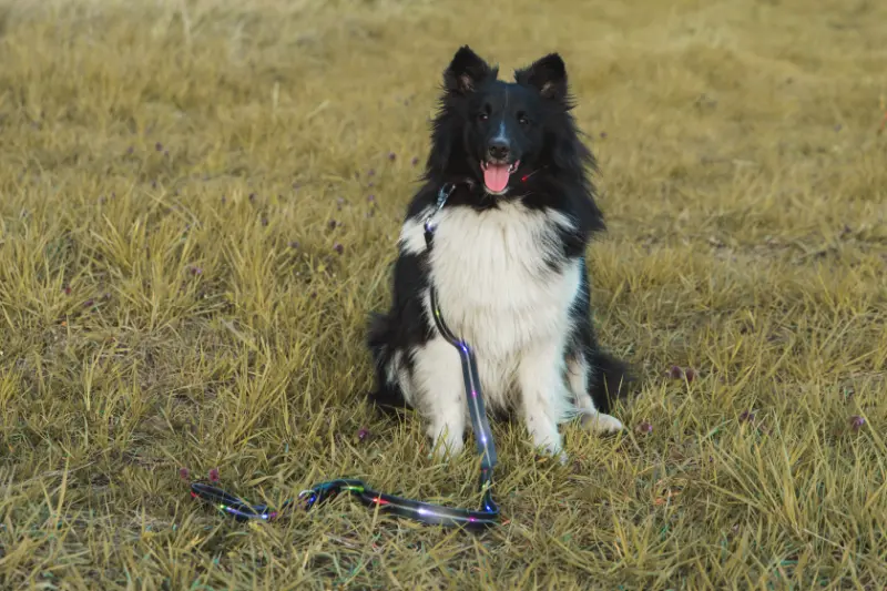 Peti-to‑Go LED leash