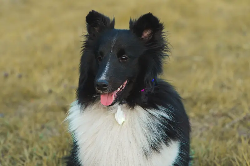 Silicone LED pet visibility tag