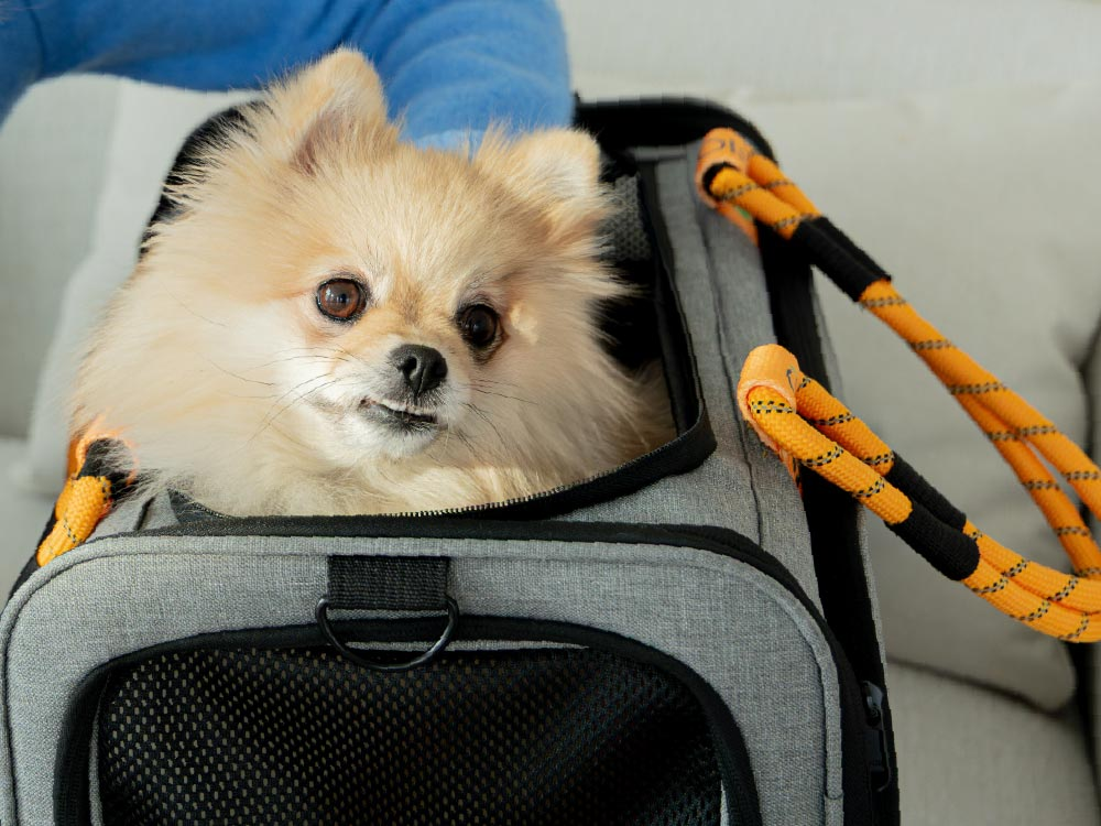 Peti-to-Travel Pet Carrier PETI-754-G - Image 6